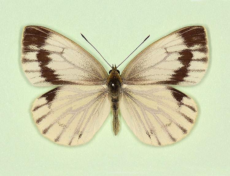 Pieris napi female (aberrant form interjuncta 2) (Internet Image property of respective owner, non-commercial use only)